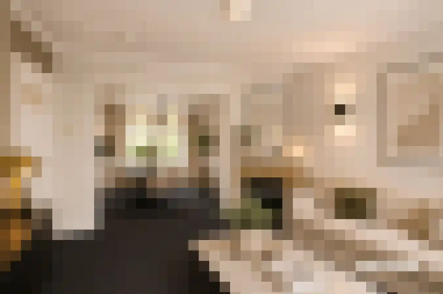 Geert van Woustraat 47 's-Hertogenbosch thumbnail 18
