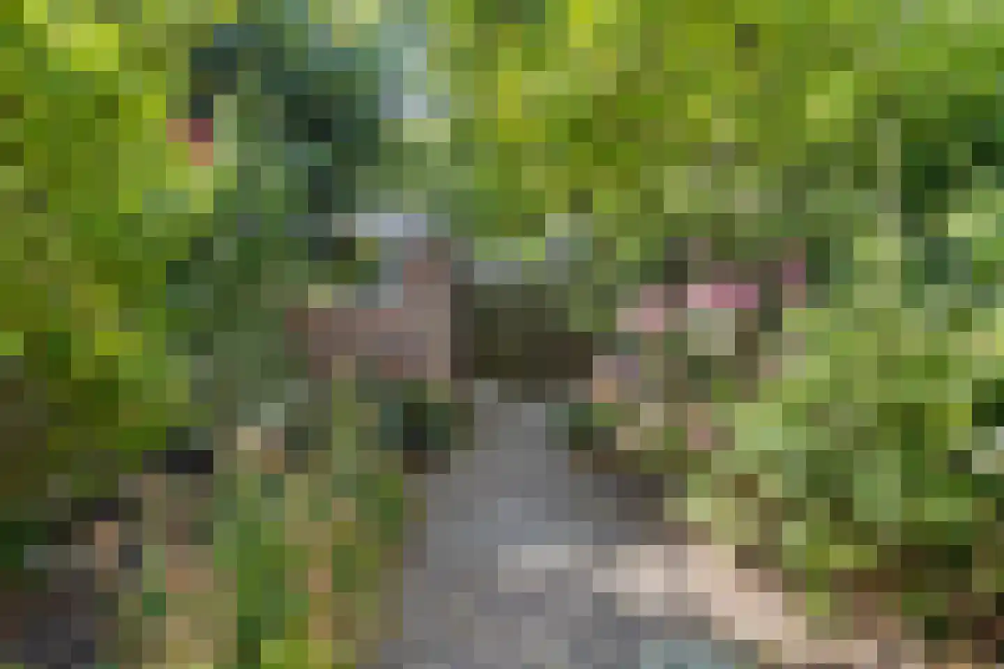 Geesterduinweg 180 Castricum thumbnail 4