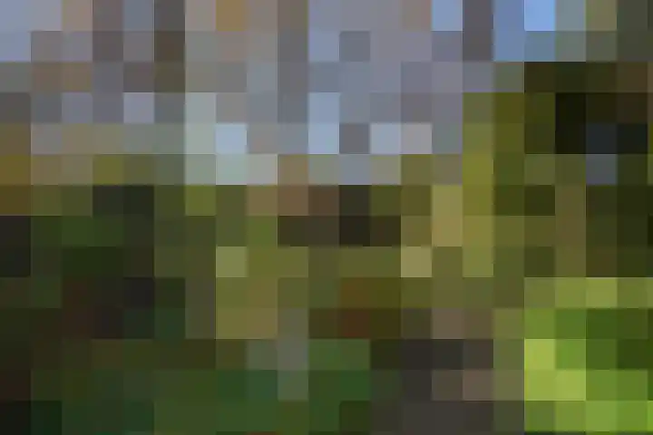 Geestweg 61 Naaldwijk thumbnail 20