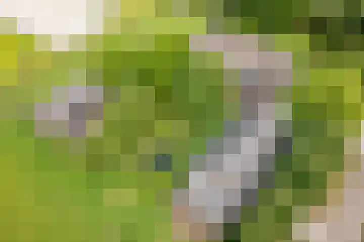 Geheugden 5 Nederweert thumbnail 81