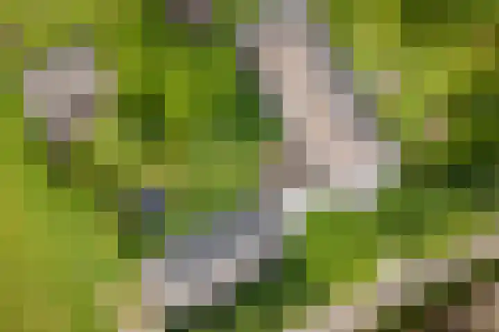 Geheugden 5 Nederweert thumbnail 83