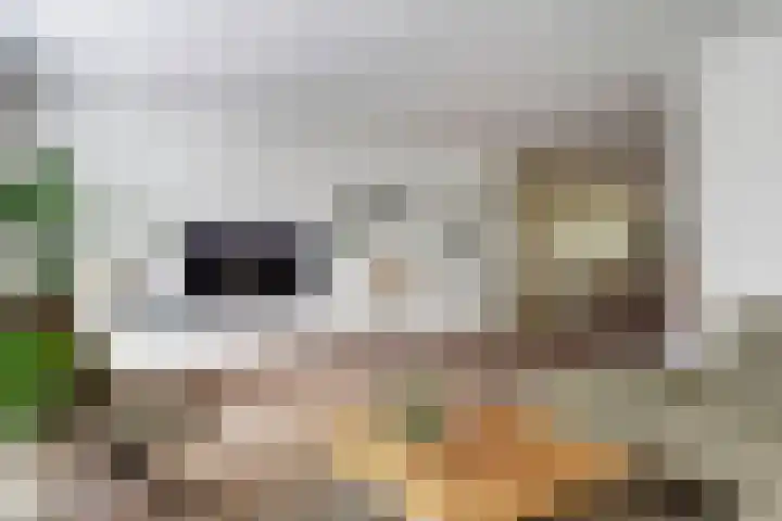 Geison 6 Beuningen Gld thumbnail 13