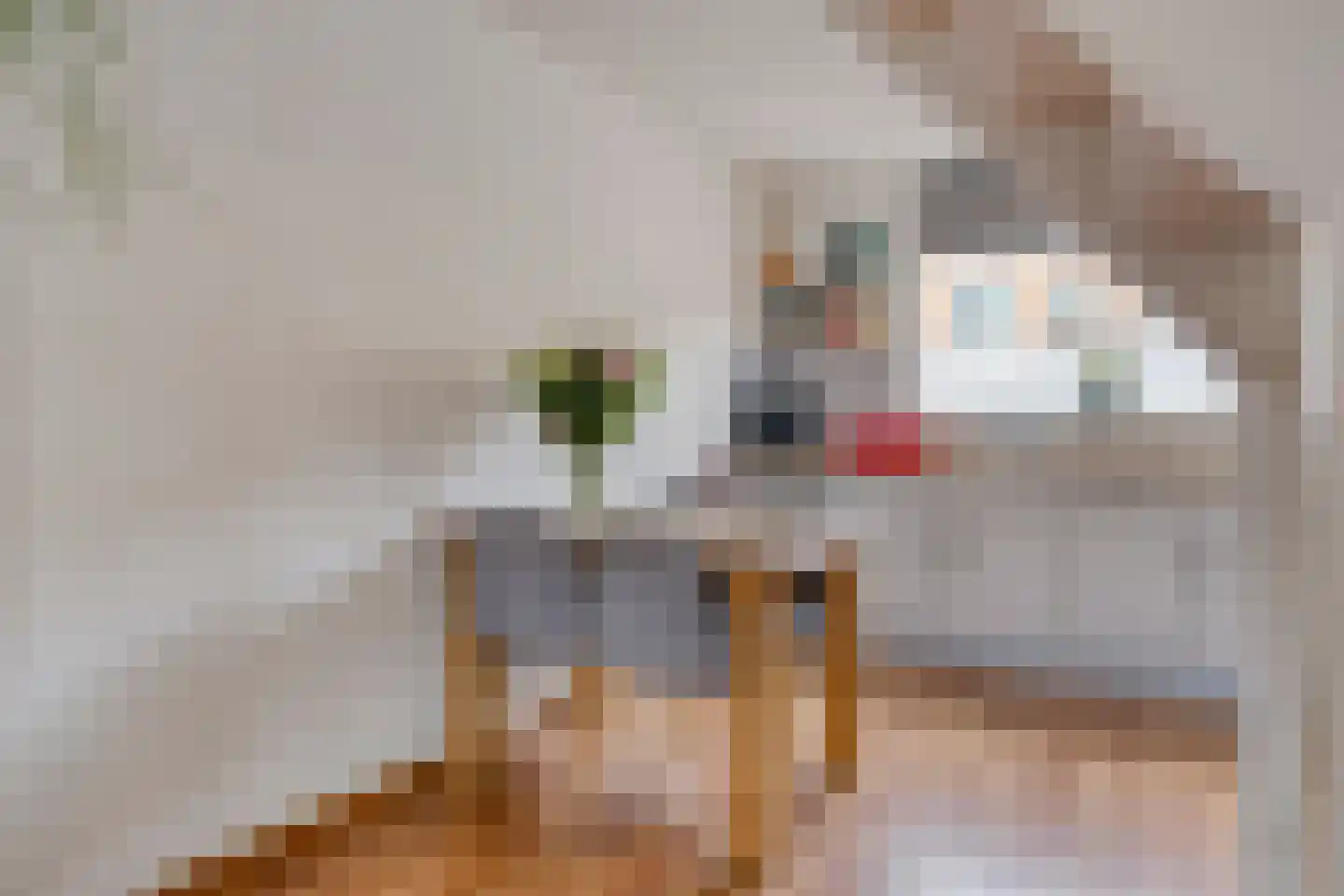 Gelaarsde Kat 43 Eindhoven thumbnail 10