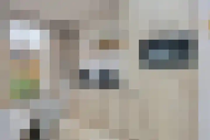 Gelaarsde Kat 48 Eindhoven thumbnail 29