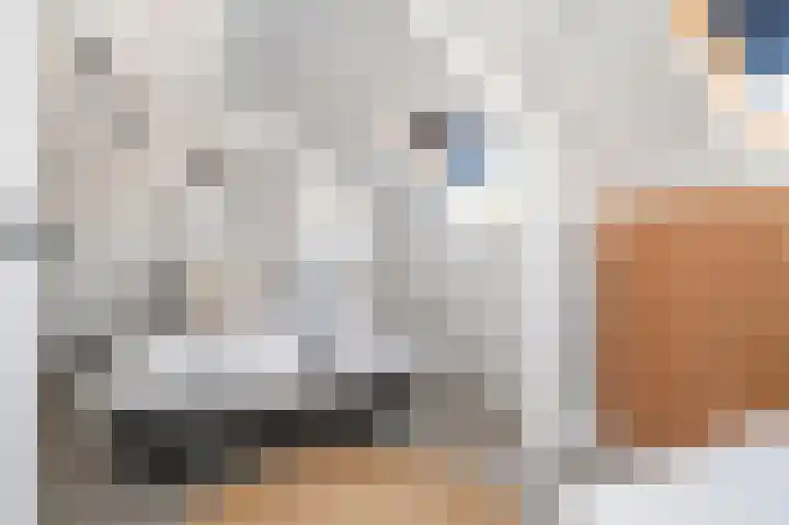 Gelders Overkwartier 10 Nieuwstadt thumbnail 33