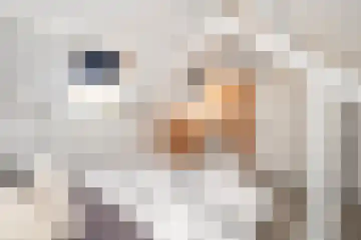 Gelders Overkwartier 10 Nieuwstadt thumbnail 34