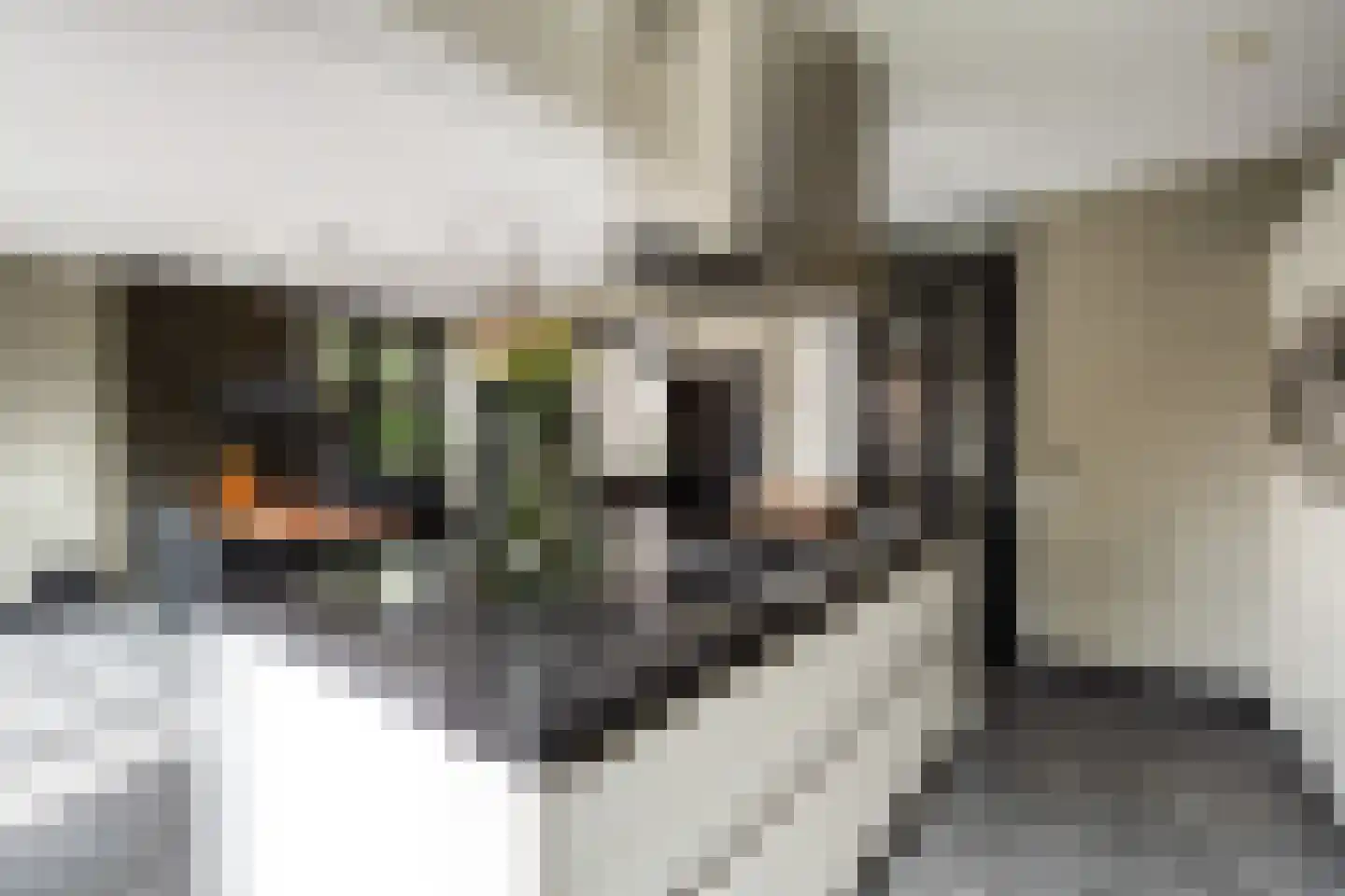 Gelderse Roos 109 Scherpenzeel thumbnail 17