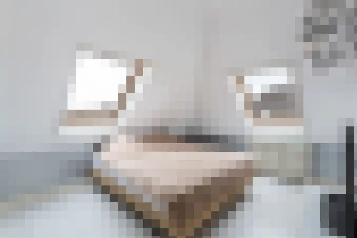 Gelderse Roos 109 Scherpenzeel thumbnail 57