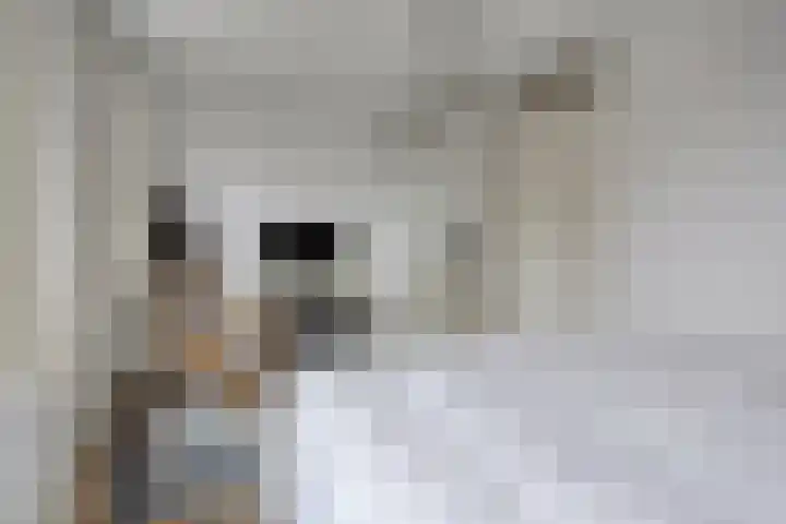 Gelderse Roos 44 Scherpenzeel thumbnail 13