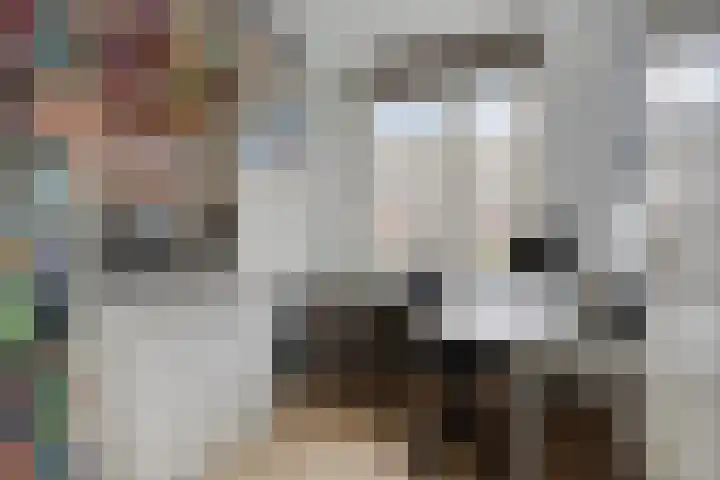 Gelderse Roos 44 Scherpenzeel thumbnail 20