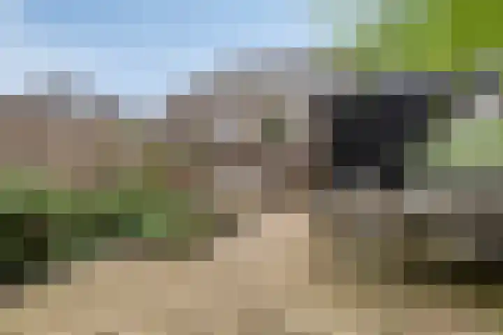 Gelderse Roos 44 Scherpenzeel thumbnail 27
