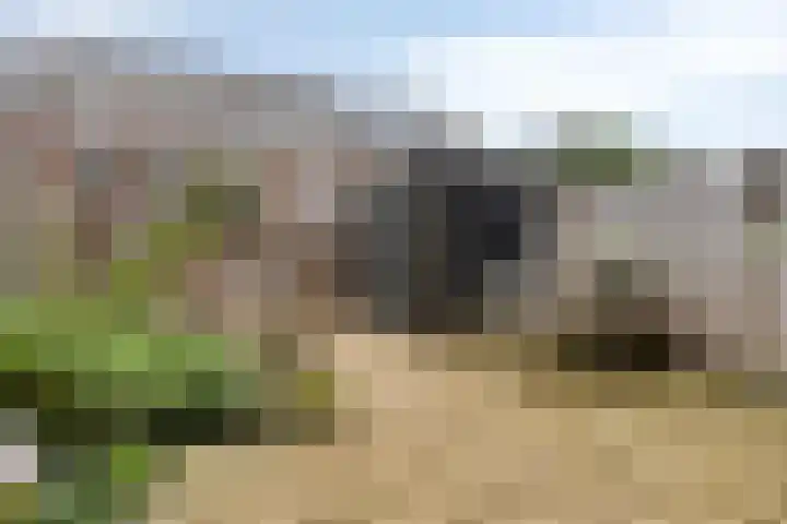 Gelderse Roos 44 Scherpenzeel thumbnail 28