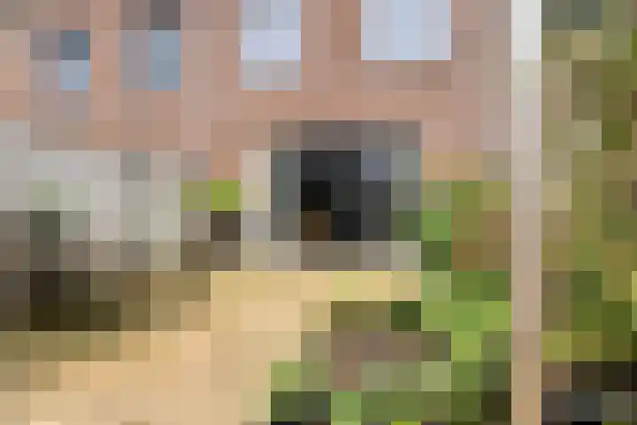 Gelderse Roos 44 Scherpenzeel thumbnail 32
