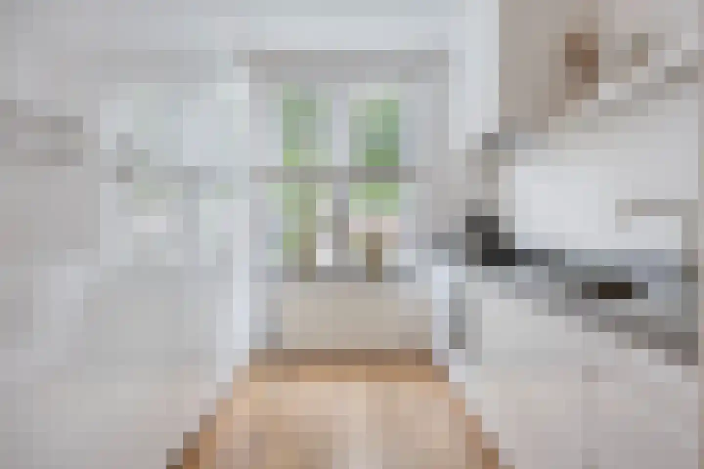 Gelderse Roos 6 Scherpenzeel foto 2