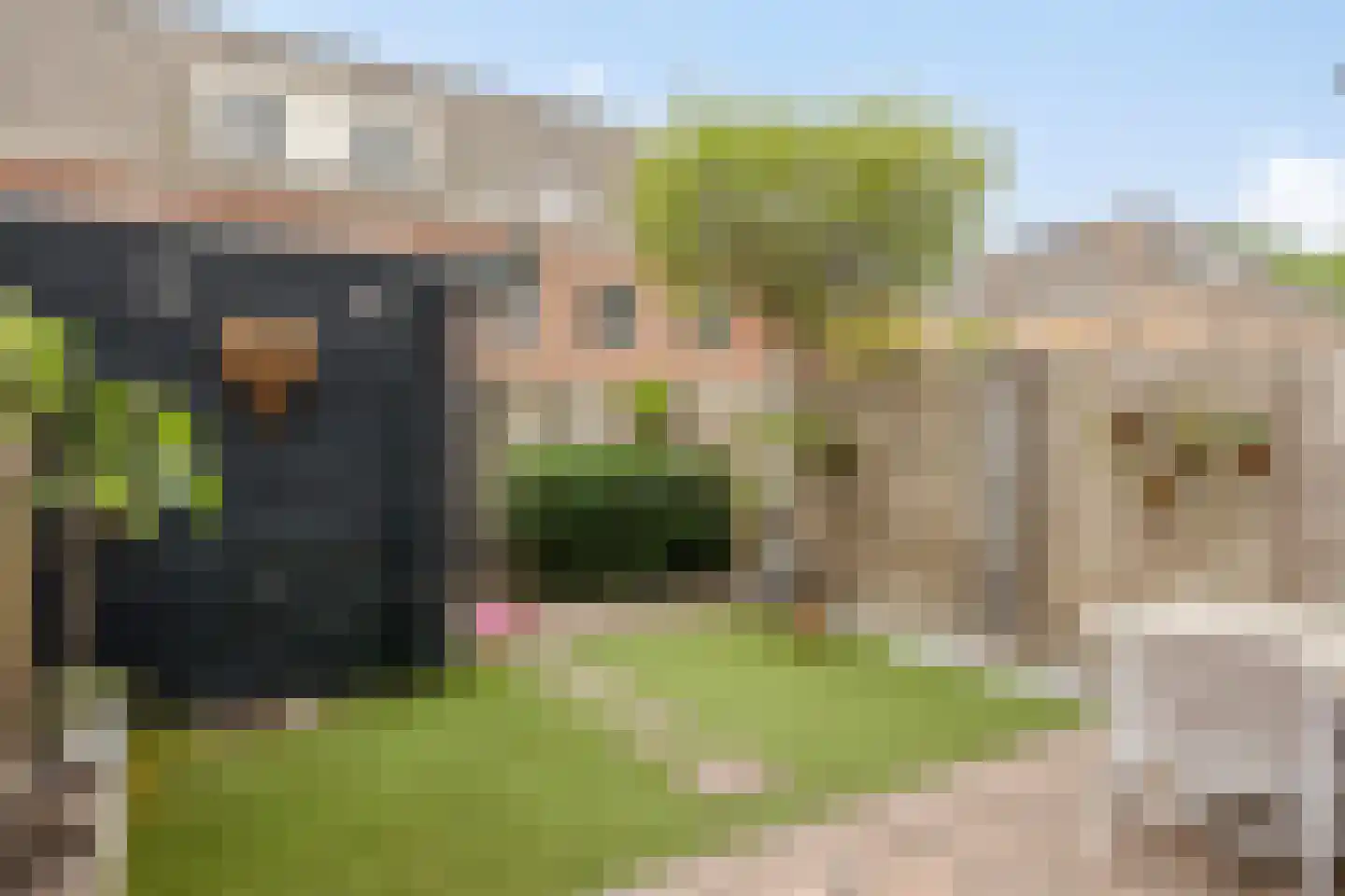 Gelderse Roos 6 Scherpenzeel thumbnail 27