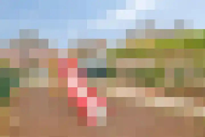 Gelderse Roos 8 Scherpenzeel thumbnail 31