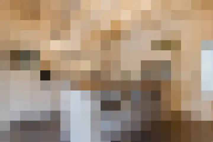 Geldersedijk 63 Hattem thumbnail 9