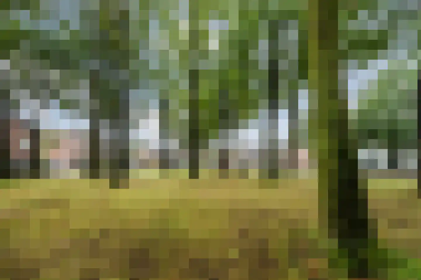 Geldropseweg 87 Heeze thumbnail 51