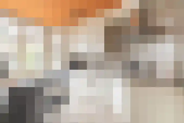 Gele Berk 2 Zundert thumbnail 10