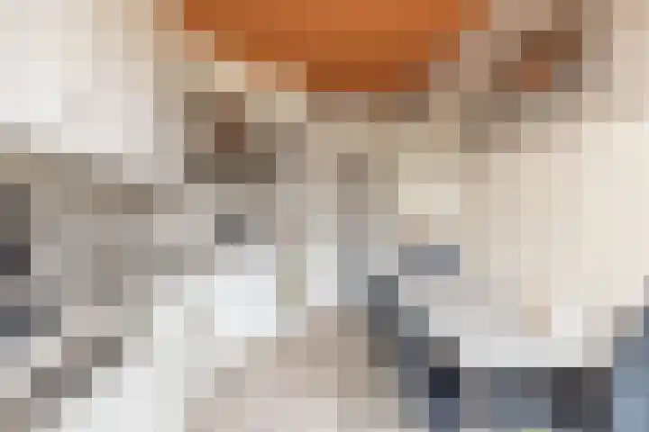 Gele Berk 2 Zundert thumbnail 8
