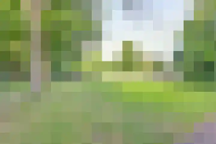 Gele Eker 1 c Wergea thumbnail 12