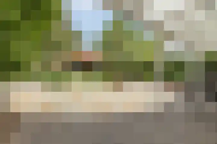 Gele Eker 1 c Wergea thumbnail 28