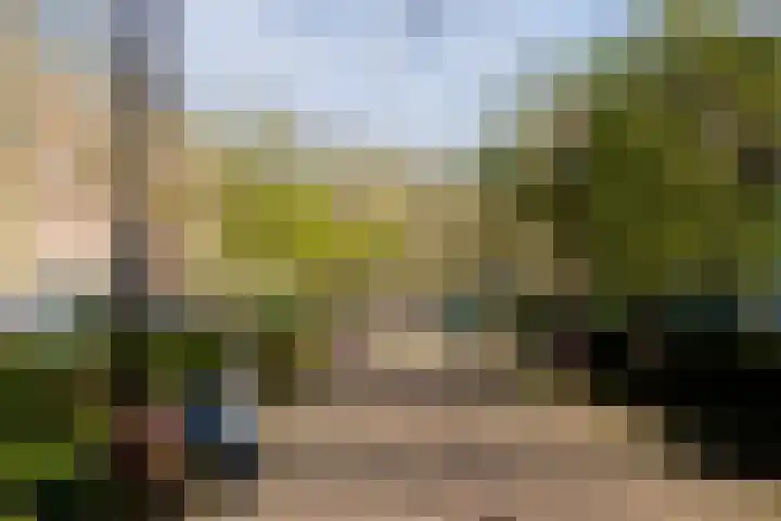 Gele Eker 1 c Wergea thumbnail 30