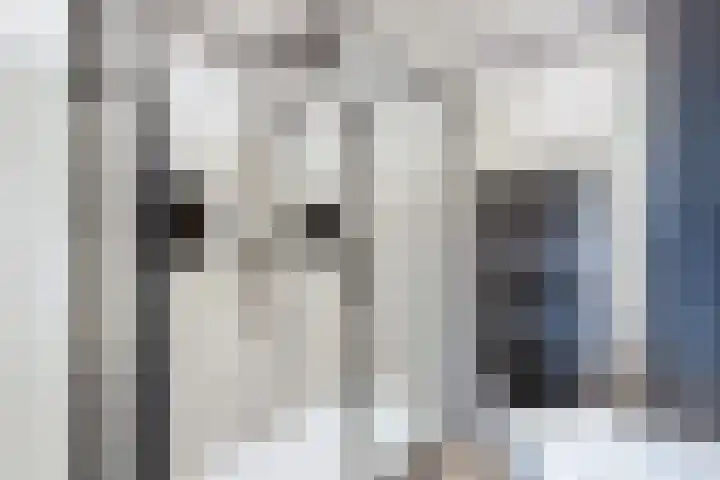 Gele Eker 1 c Wergea thumbnail 34