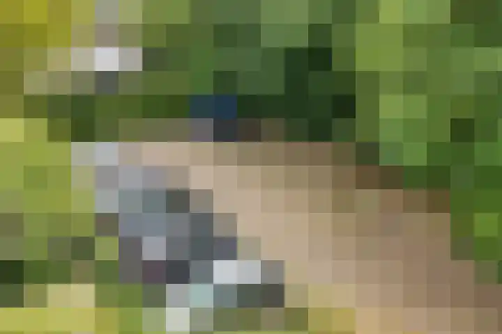 Gele Eker 1 c Wergea thumbnail 44