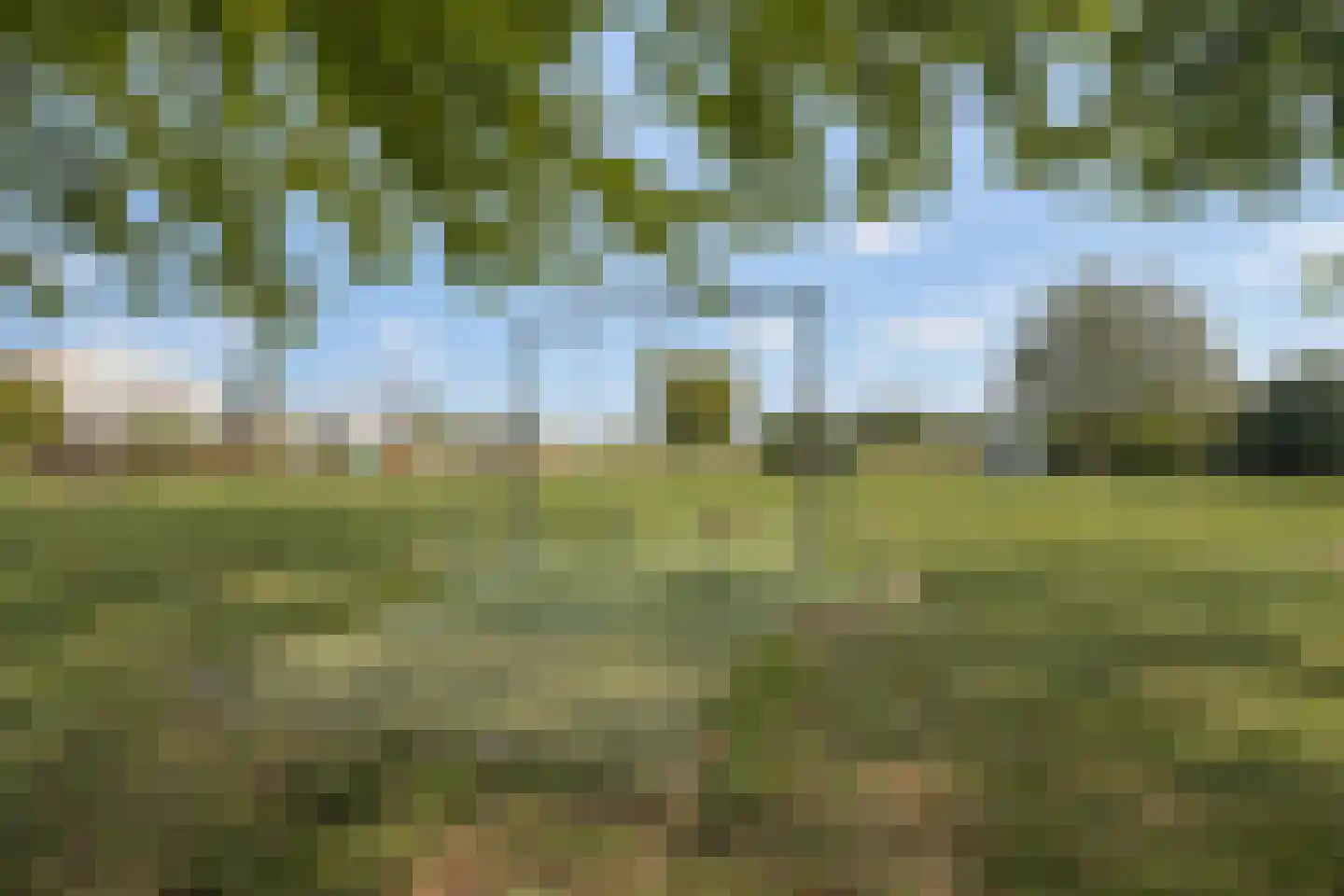 Gele Helmbloem 20 Eijsden thumbnail 36
