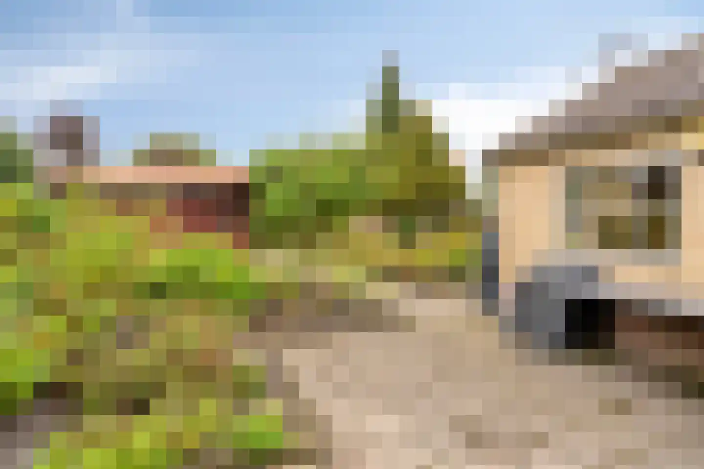 Gele Helmbloem 6 Huijbergen thumbnail 37