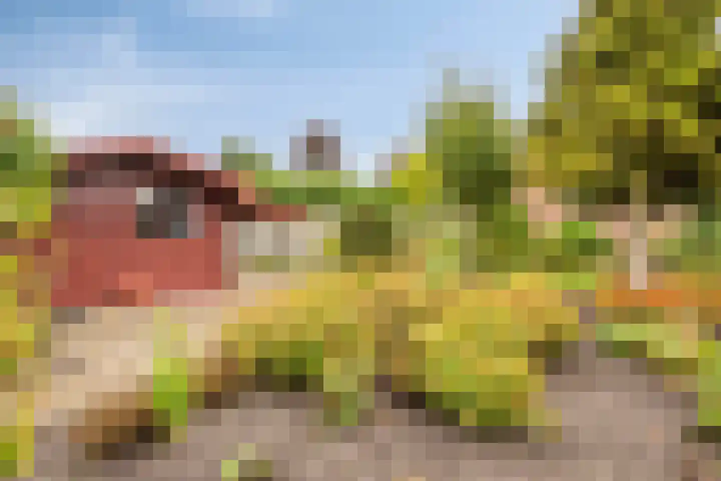 Gele Helmbloem 6 Huijbergen thumbnail 38