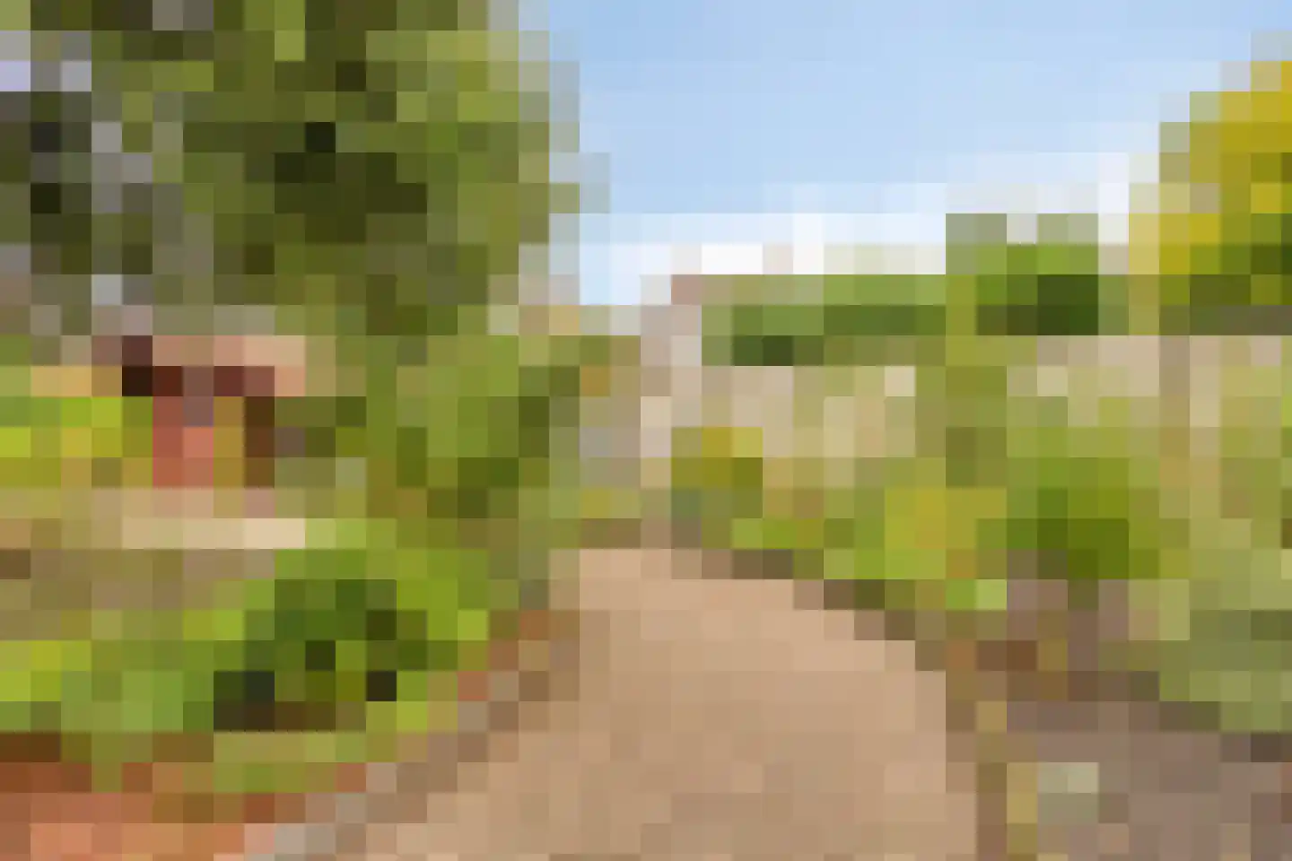 Gele Helmbloem 6 Huijbergen thumbnail 40