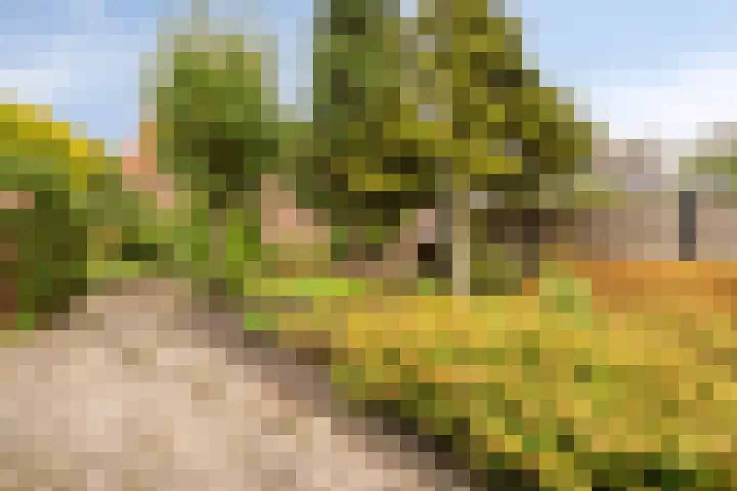 Gele Helmbloem 6 Huijbergen thumbnail 41