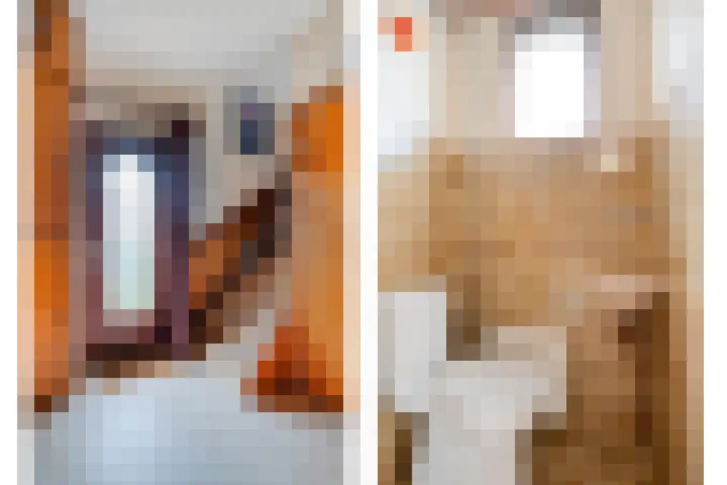 Gele Helmbloem 6 Huijbergen thumbnail 7
