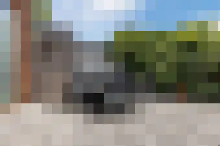 Gele krokus 8 Papendrecht thumbnail 28