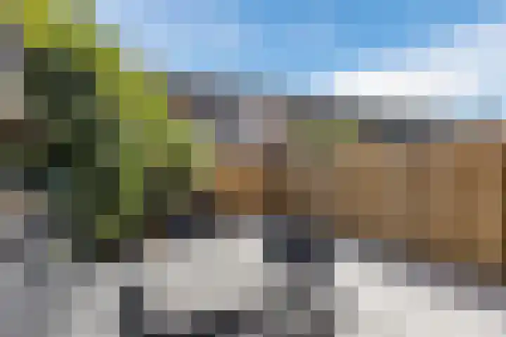 Gele krokus 8 Papendrecht thumbnail 32