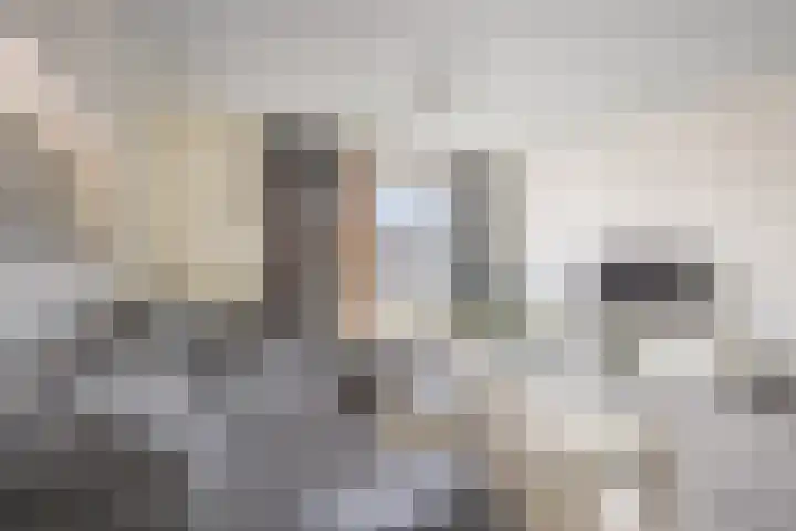 Gele krokus 8 Papendrecht thumbnail 9