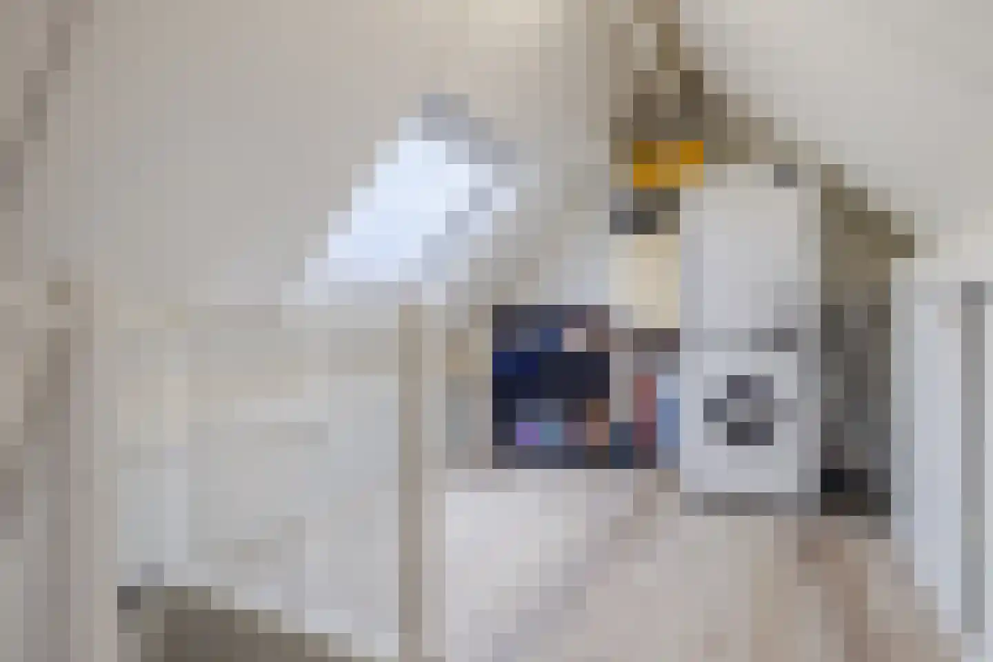 Gele Lis 11 Cuijk thumbnail 28