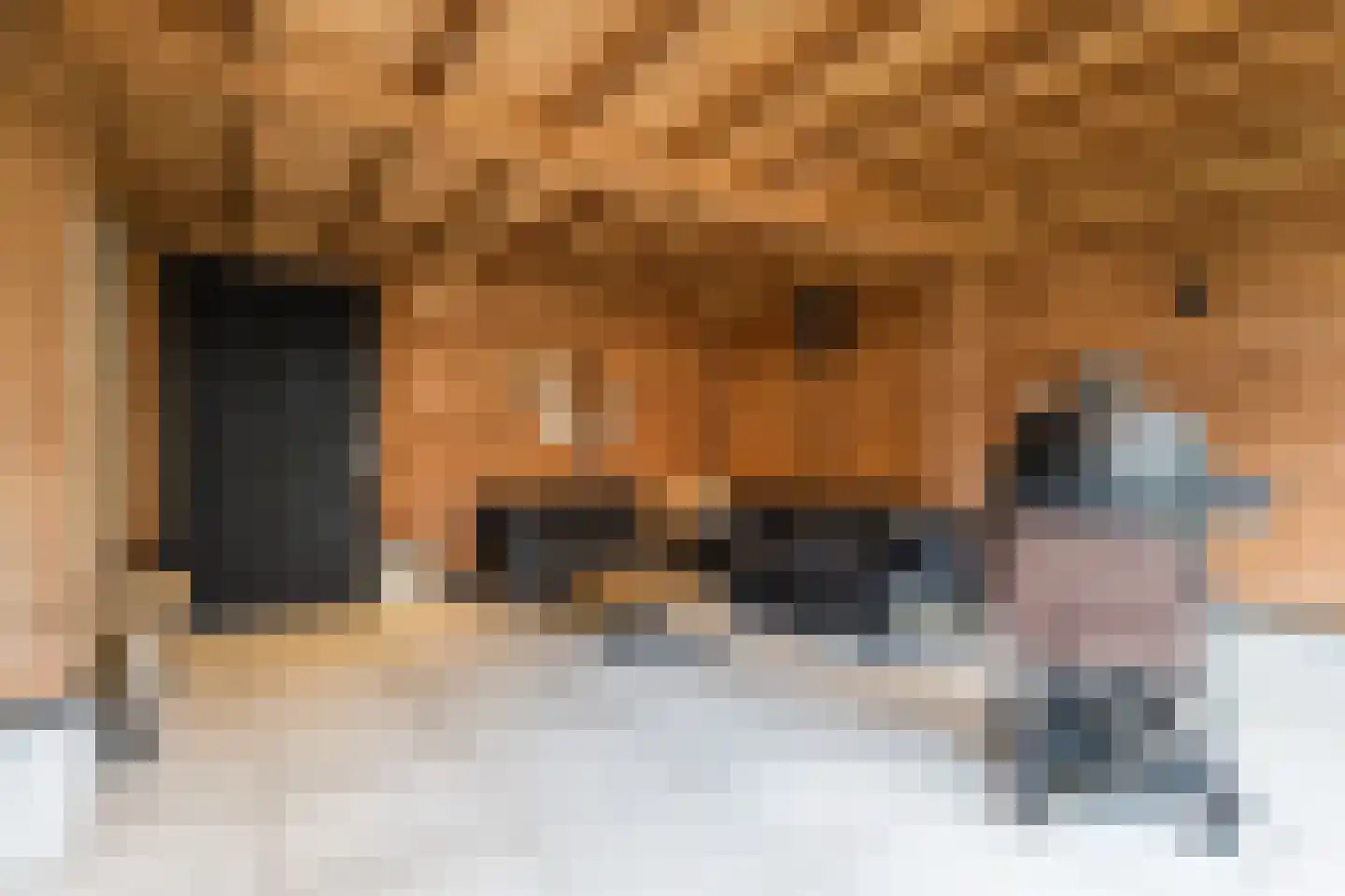 Gele Lis 11 Cuijk thumbnail 31