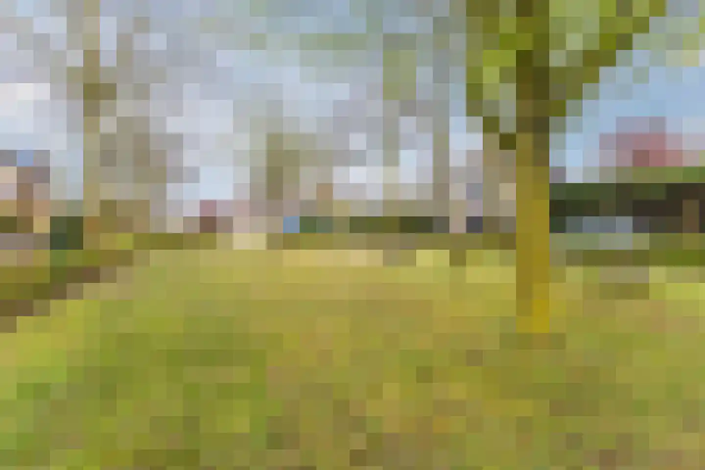 Gele Lis 11 Cuijk thumbnail 34