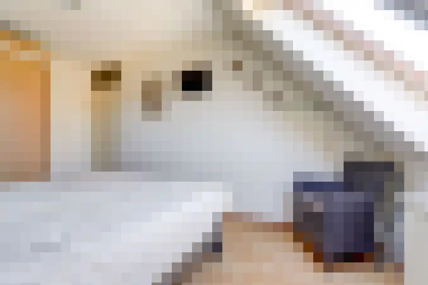 Gele Lis 24 Cuijk thumbnail 20