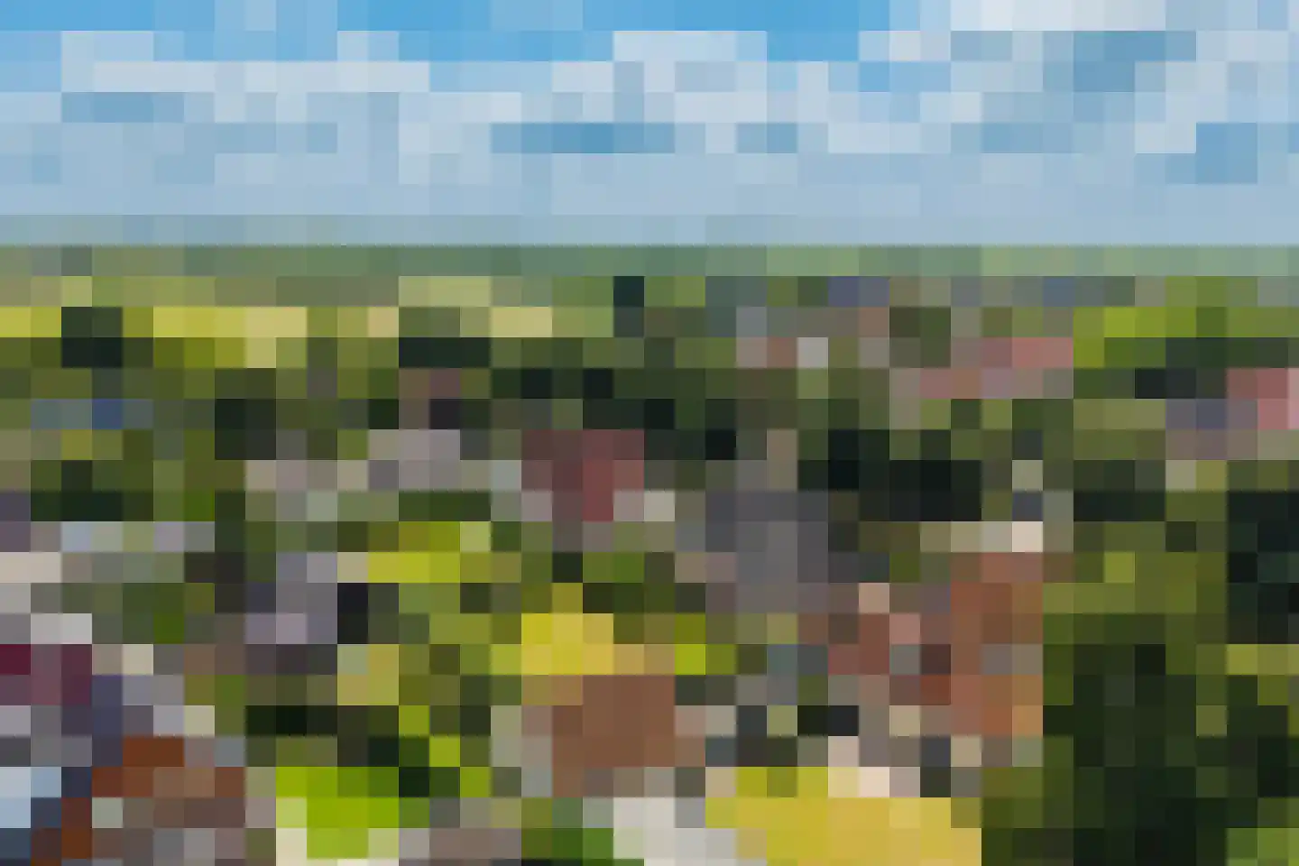 Gele Lis 3 Buitenpost thumbnail 45