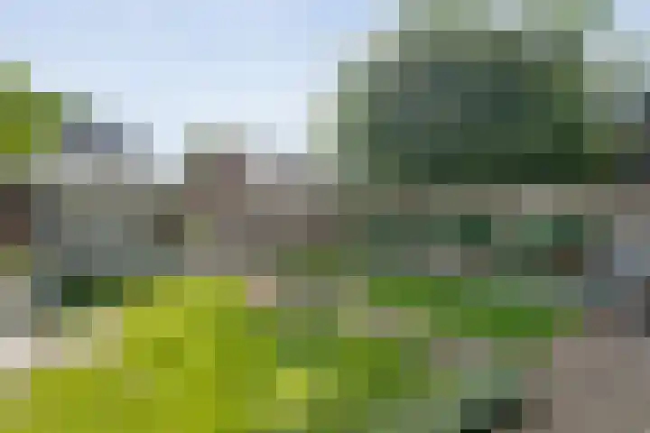 Gele Lis 33 Hardenberg thumbnail 38