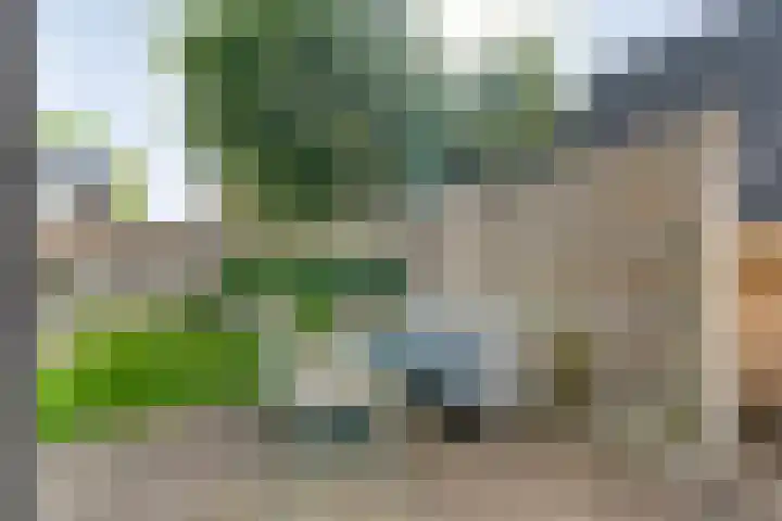 Gele Lis 33 Hardenberg thumbnail 40