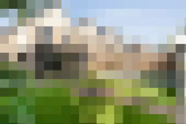 Gele Lis 33 Hardenberg thumbnail 43