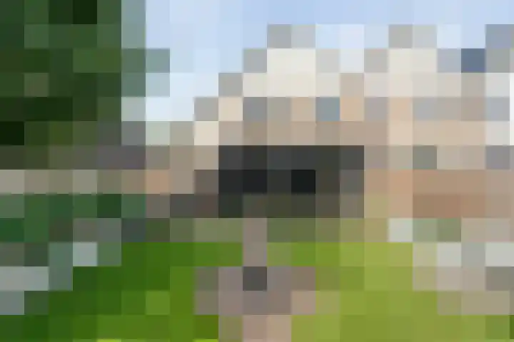 Gele Lis 33 Hardenberg thumbnail 44