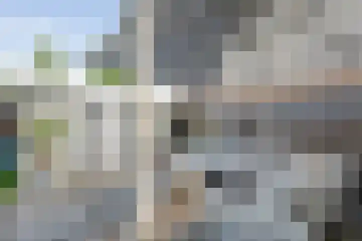 Gele Lis 33 Hardenberg thumbnail 47