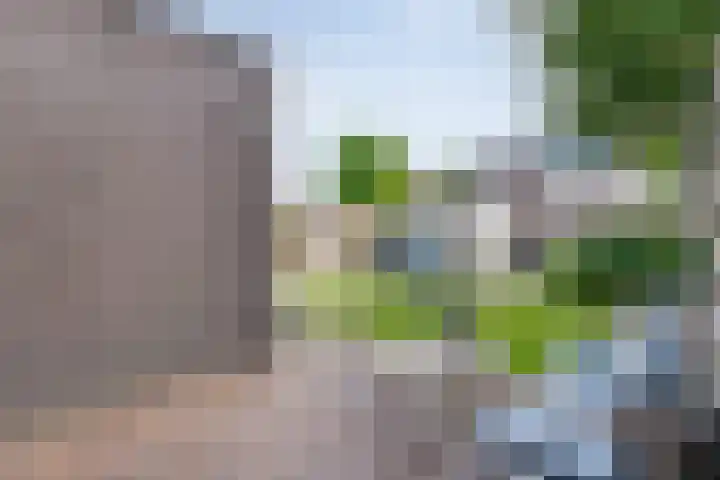 Gele Lis 33 Hardenberg thumbnail 48