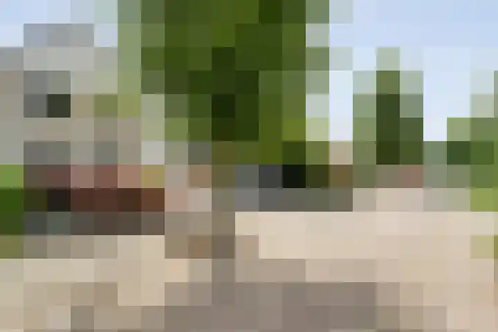 Gele Lis 33 Hardenberg thumbnail 49